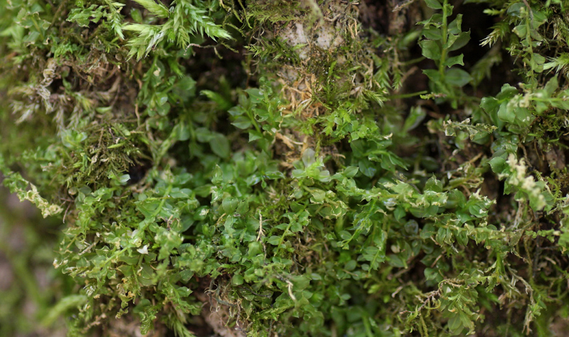 Plagiomnium drummondii